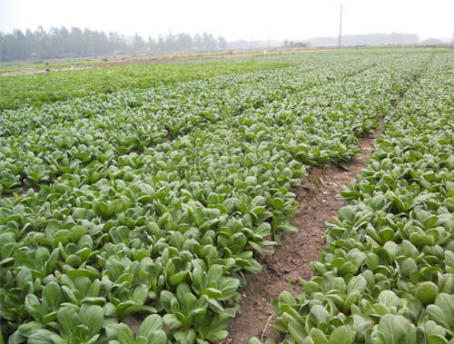 食堂承包-種植基地8