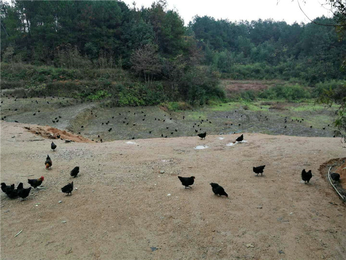養(yǎng)殖基地